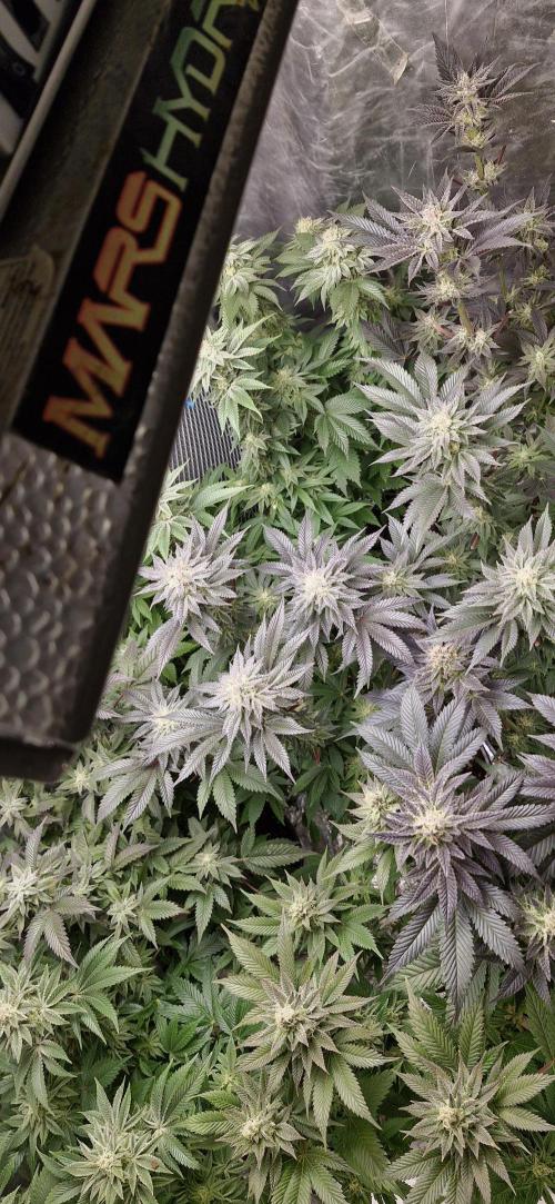 Og cream by farah4weed. Week 12 - OG Cream by farah4weed
week 6 flowering