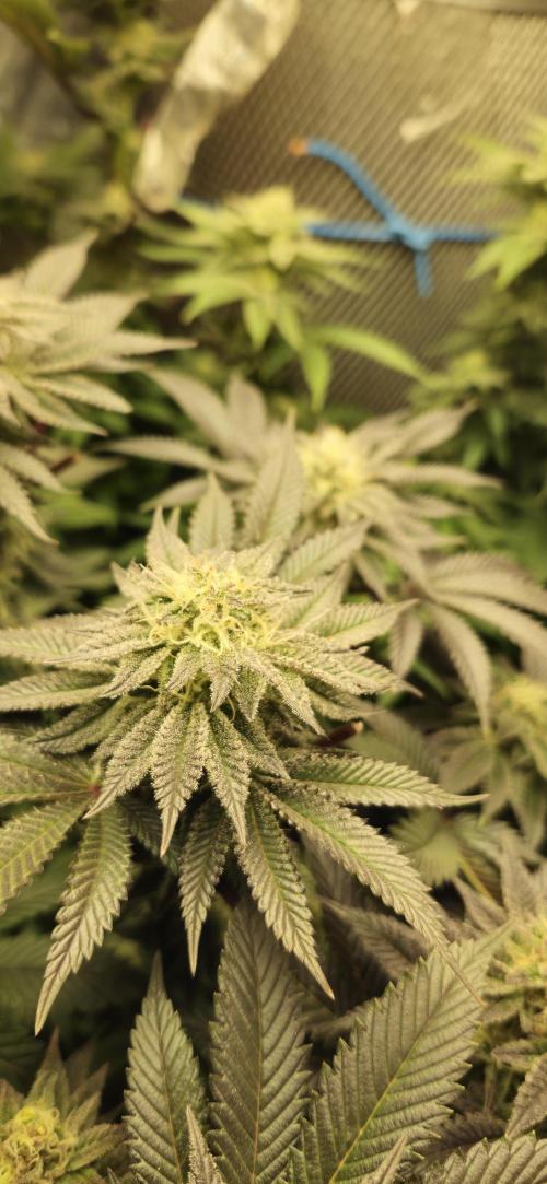 Og cream by farah4weed. Week 12 - OG Cream by farah4weed
week 6 flowering