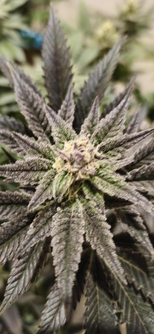 Og cream by farah4weed. Week 12 - OG Cream by farah4weed
week 6 flowering