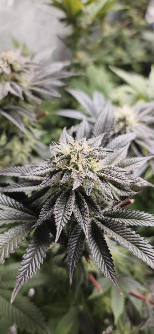 Og cream by farah4weed. Week 12 - OG Cream by farah4weed
week 6 flowering