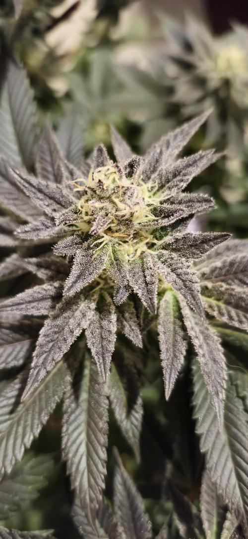 Og cream by farah4weed. Week 12 - OG Cream by farah4weed
week 6 flowering