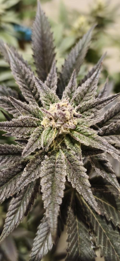 Og cream by farah4weed. Week 12 - OG Cream by farah4weed
week 6 flowering