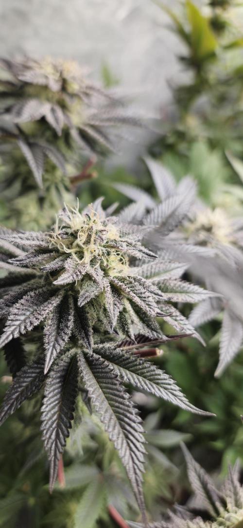 Og cream by farah4weed. Week 12 - OG Cream by farah4weed
week 6 flowering