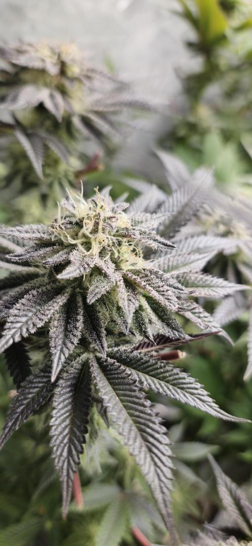 Og cream by farah4weed. Week 12 - OG Cream by farah4weed
week 6 flowering