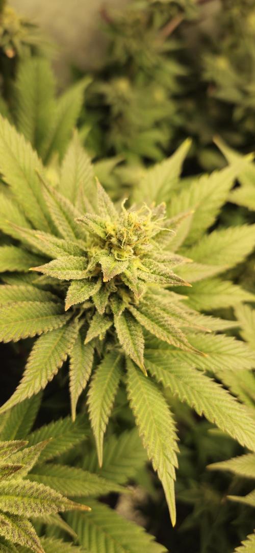 Og cream by farah4weed. Week 12 - OG Cream by farah4weed
week 6 flowering