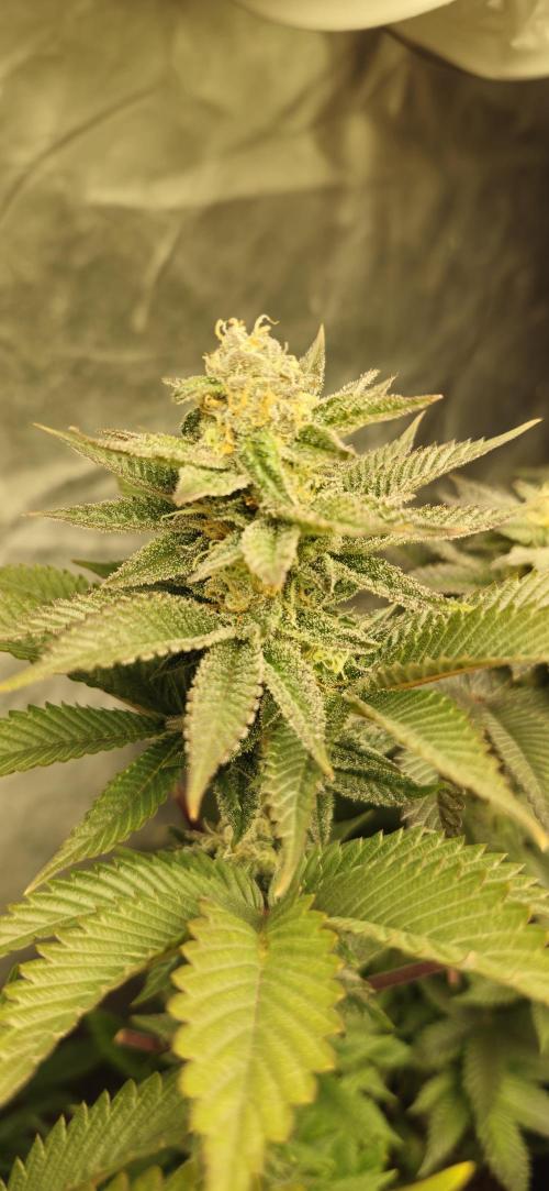 Og cream by farah4weed. Week 12 - OG Cream by farah4weed
week 6 flowering