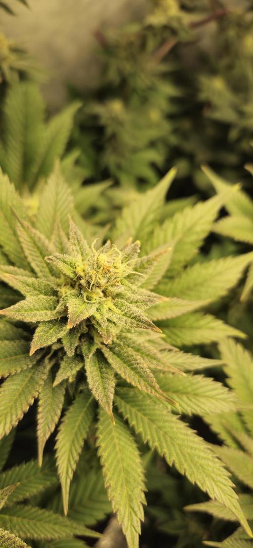 Og cream by farah4weed. Week 12 - OG Cream by farah4weed
week 6 flowering