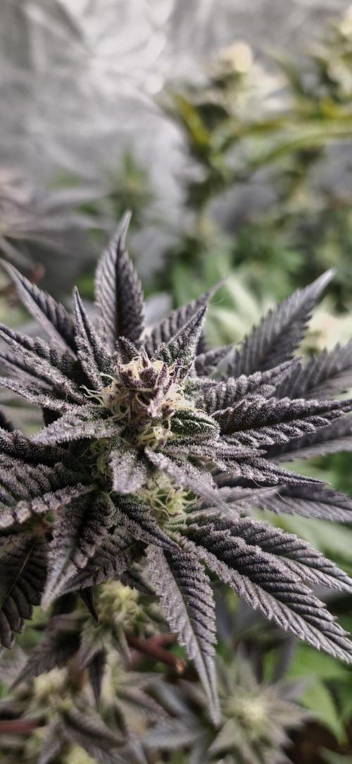 Og cream by farah4weed. Week 12 - OG Cream by farah4weed
week 6 flowering