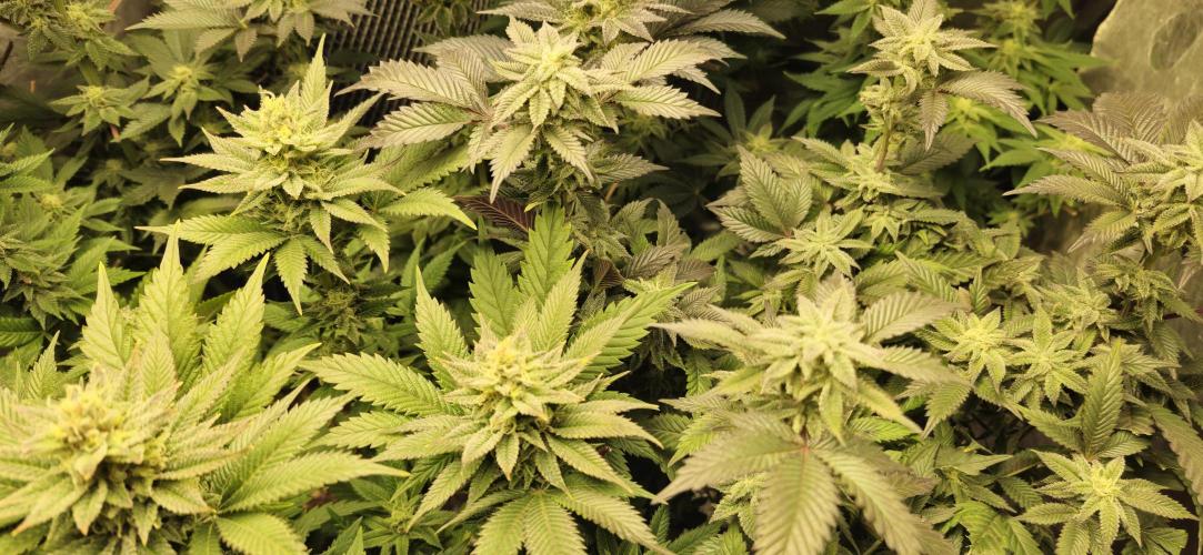 Og cream by farah4weed. Week 12 - OG Cream by farah4weed
week 6 flowering