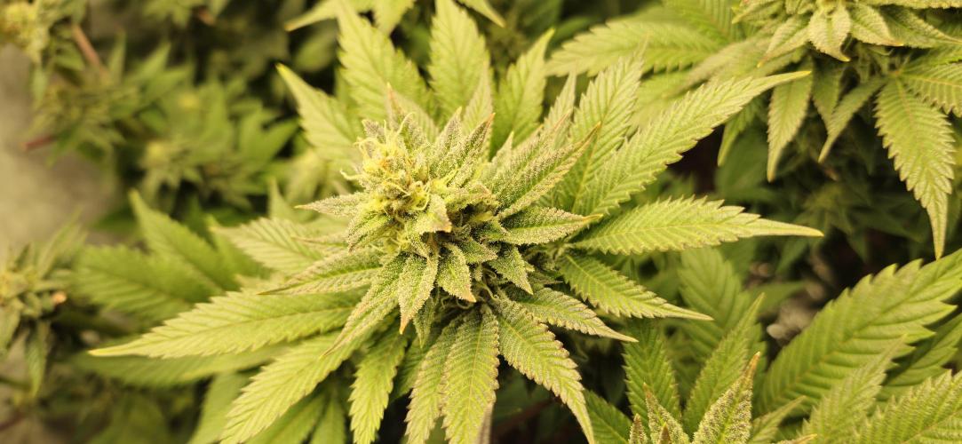 Og cream by farah4weed. Week 12 - OG Cream by farah4weed
week 6 flowering