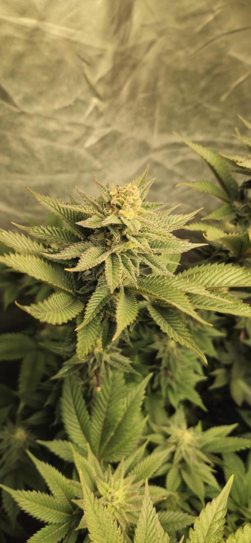 Og cream by farah4weed. Week 12 - OG Cream by farah4weed
week 6 flowering