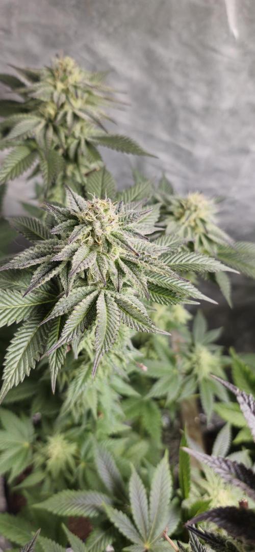 Og cream by farah4weed. Week 12 - OG Cream by farah4weed
week 6 flowering