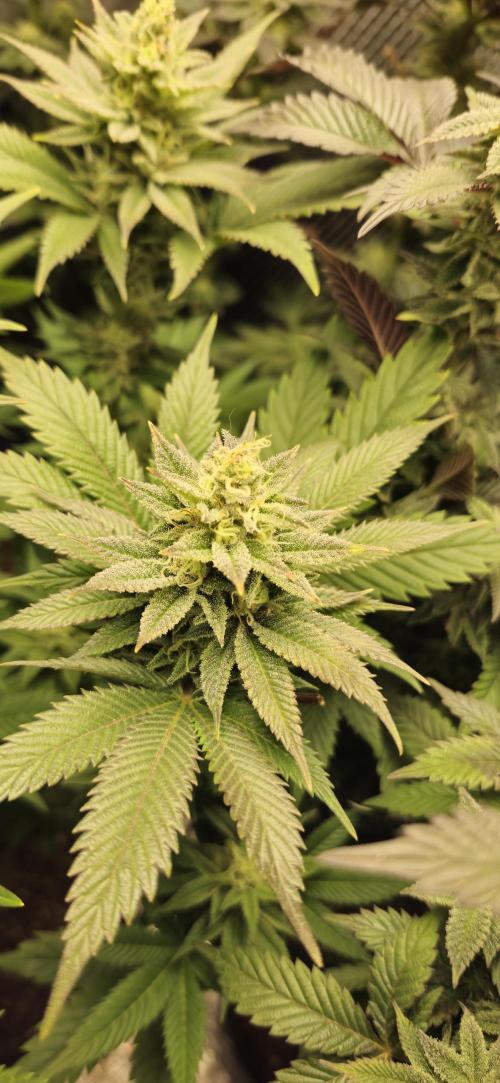 Og cream by farah4weed. Week 12 - OG Cream by farah4weed
week 6 flowering