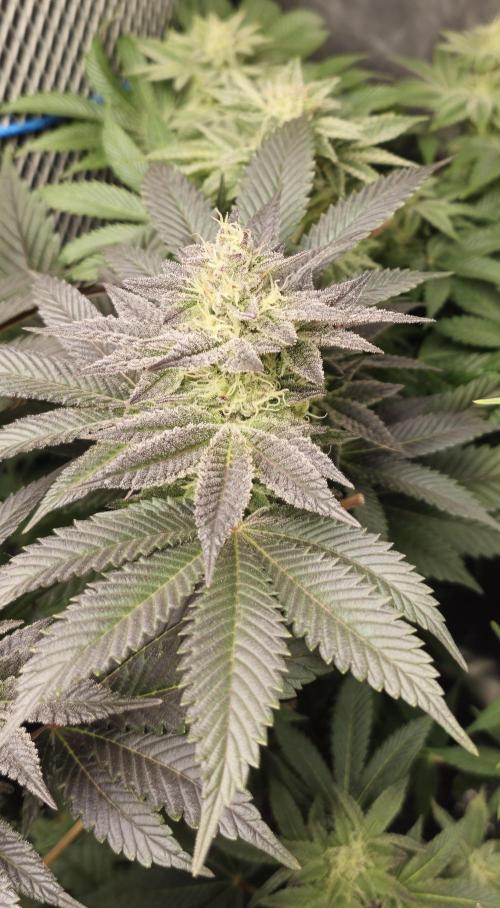 Og cream by farah4weed. Week 12 - OG Cream by farah4weed
week 6 flowering