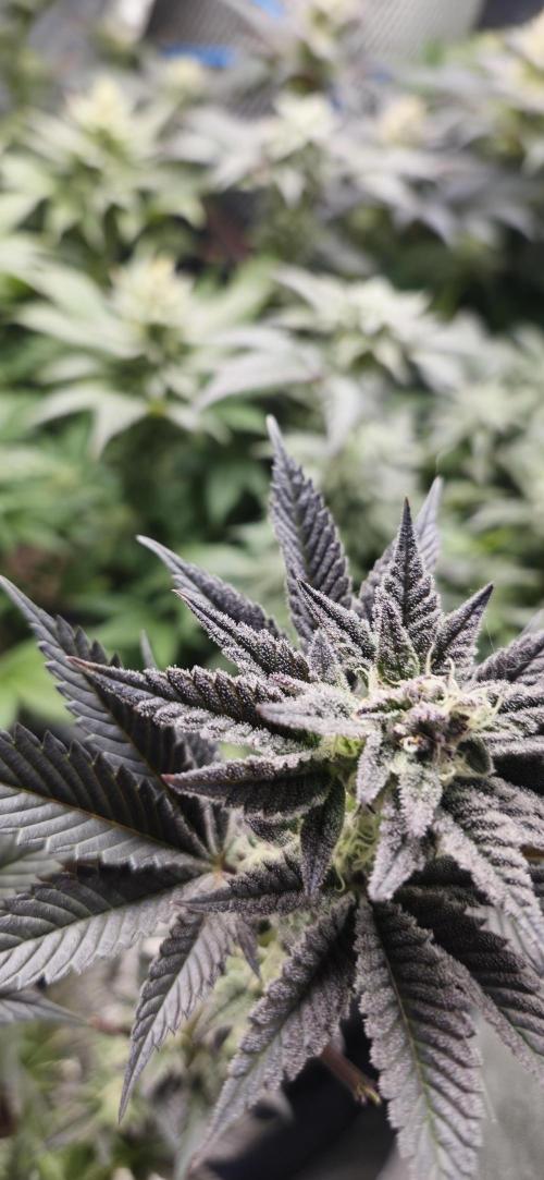 Og cream by farah4weed. Week 12 - OG Cream by farah4weed
week 6 flowering