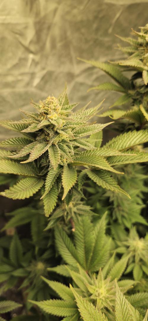 Og cream by farah4weed. Week 12 - OG Cream by farah4weed
week 6 flowering