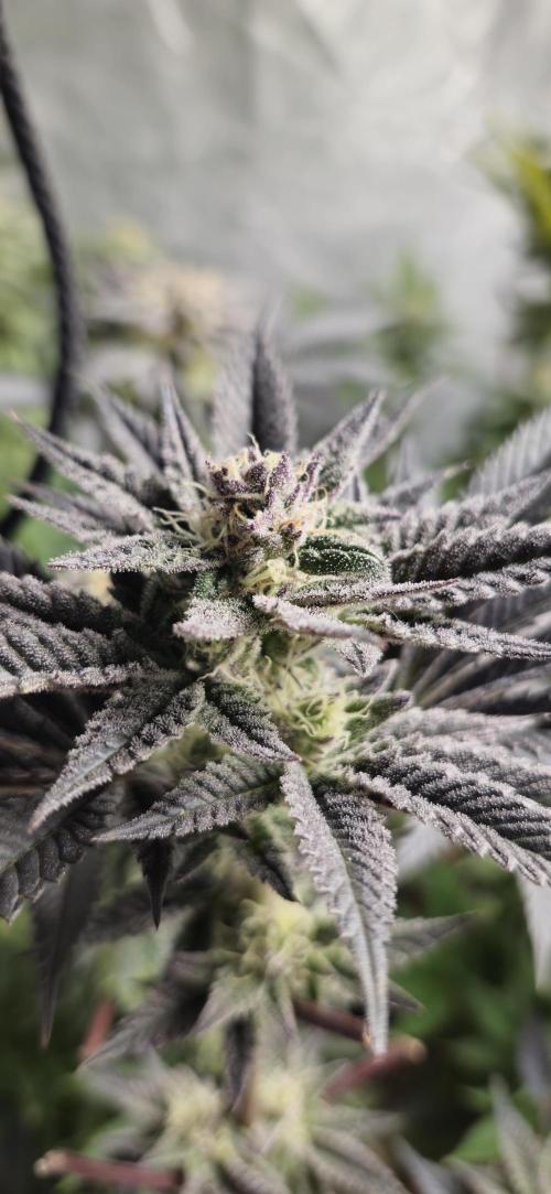 Og cream by farah4weed. Week 12 - OG Cream by farah4weed
week 6 flowering