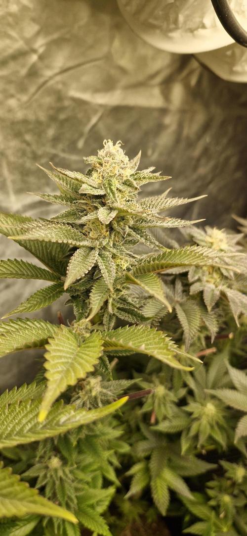Og cream by farah4weed. Week 12 - OG Cream by farah4weed
week 6 flowering