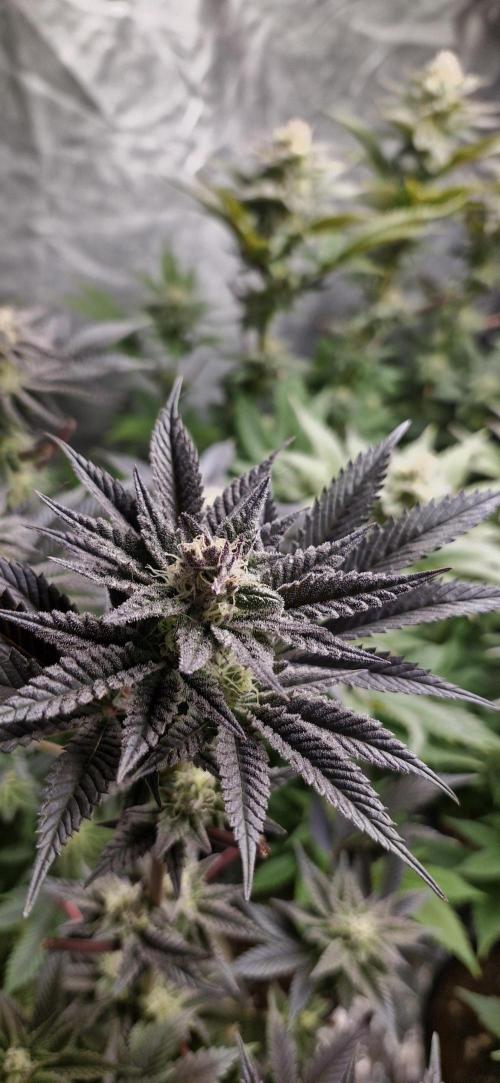 Og cream by farah4weed. Week 12 - OG Cream by farah4weed
week 6 flowering