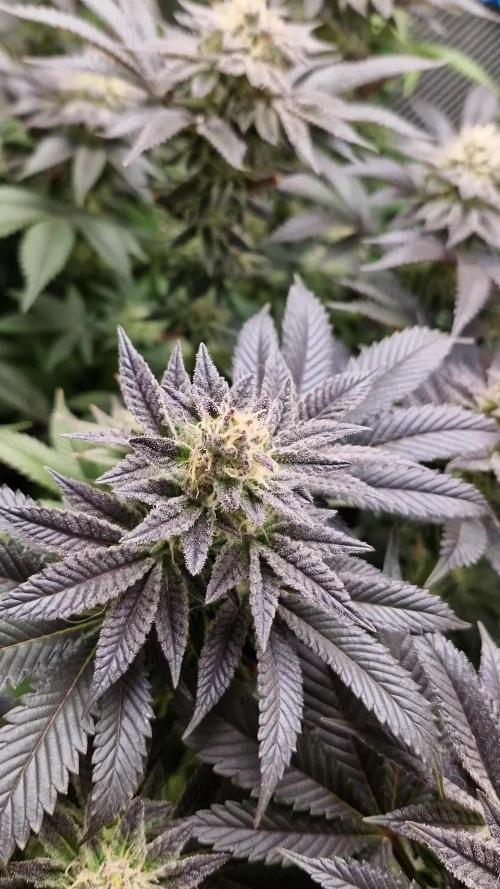 Og cream by farah4weed