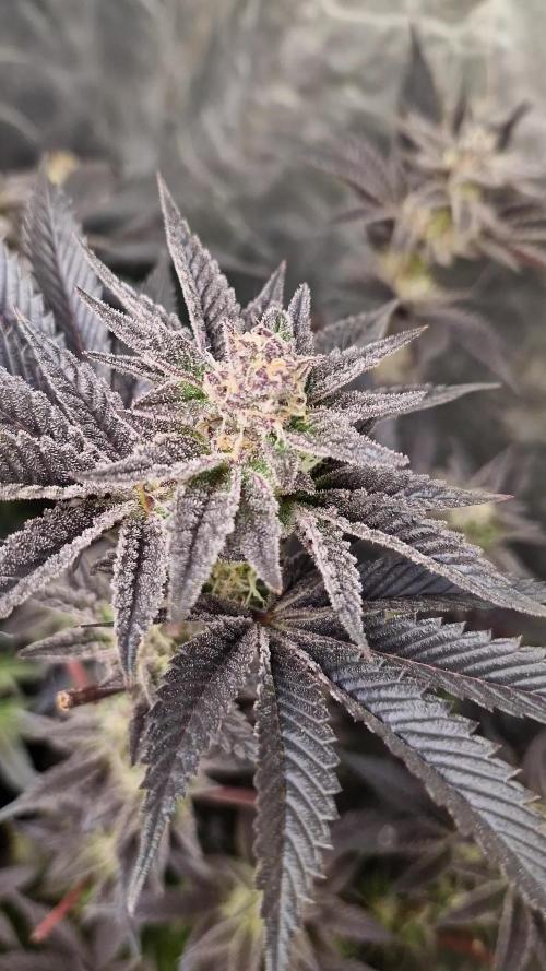 Og cream by farah4weed