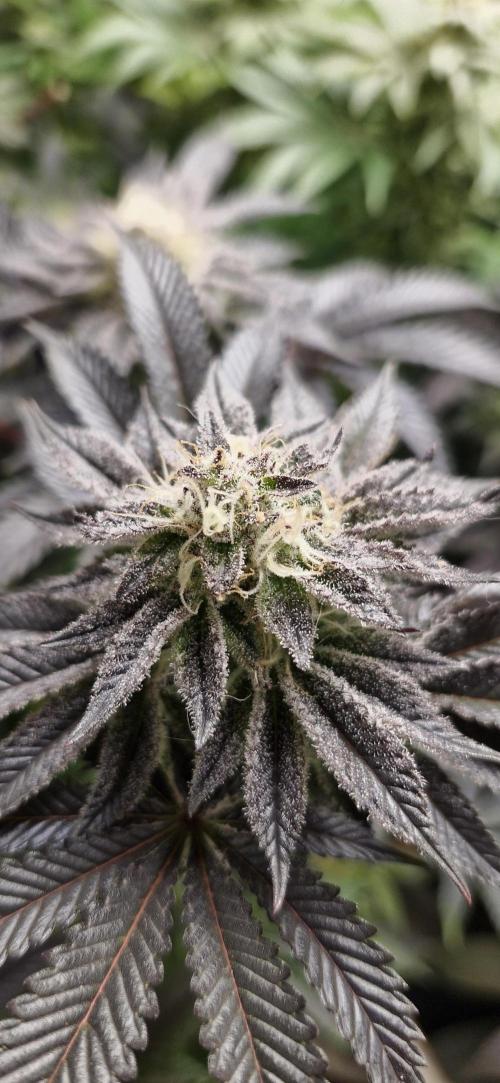 Og cream by farah4weed. Week 13 - OG cream by farah4weed
week 7 flowering