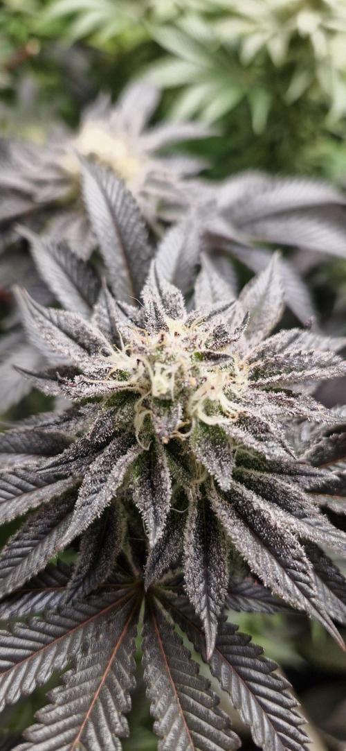 Og cream by farah4weed. Week 13 - OG cream by farah4weed
week 7 flowering