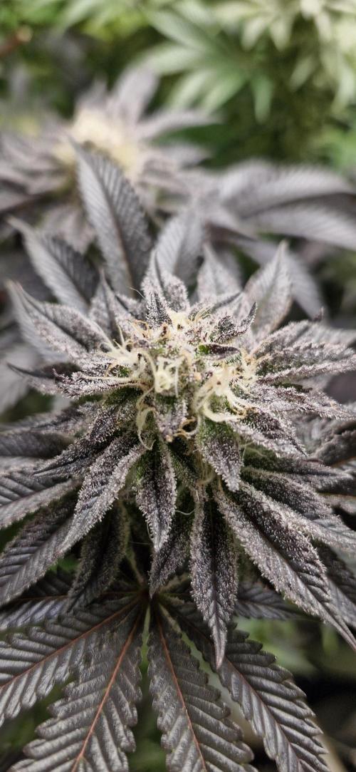 Og cream by farah4weed. Week 13 - OG cream by farah4weed
week 7 flowering