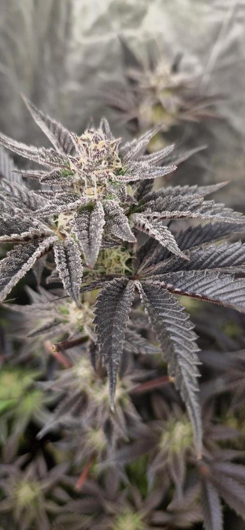 Og cream by farah4weed. Week 13 - OG cream by farah4weed
week 7 flowering