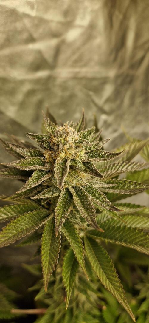 Og cream by farah4weed. Week 13 - OG cream by farah4weed
week 7 flowering