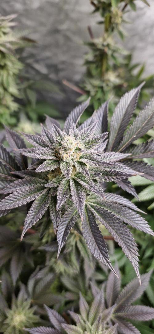 Og cream by farah4weed. Week 13 - OG cream by farah4weed
week 7 flowering