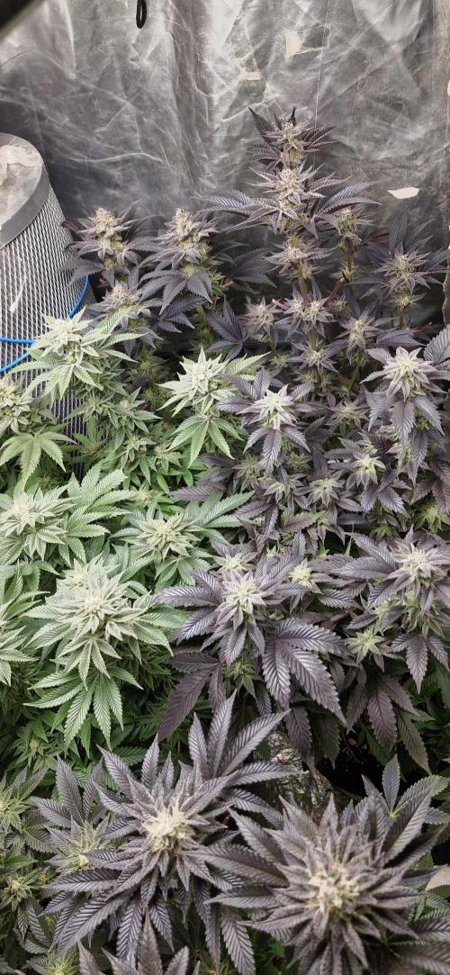 Og cream by farah4weed. Week 13 - OG cream by farah4weed
week 7 flowering