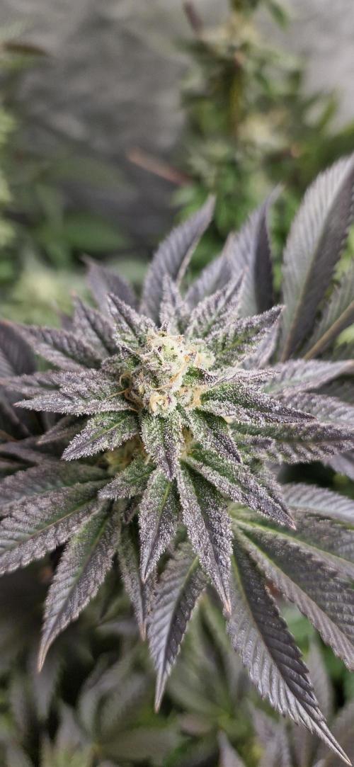 Og cream by farah4weed. Week 13 - OG cream by farah4weed
week 7 flowering