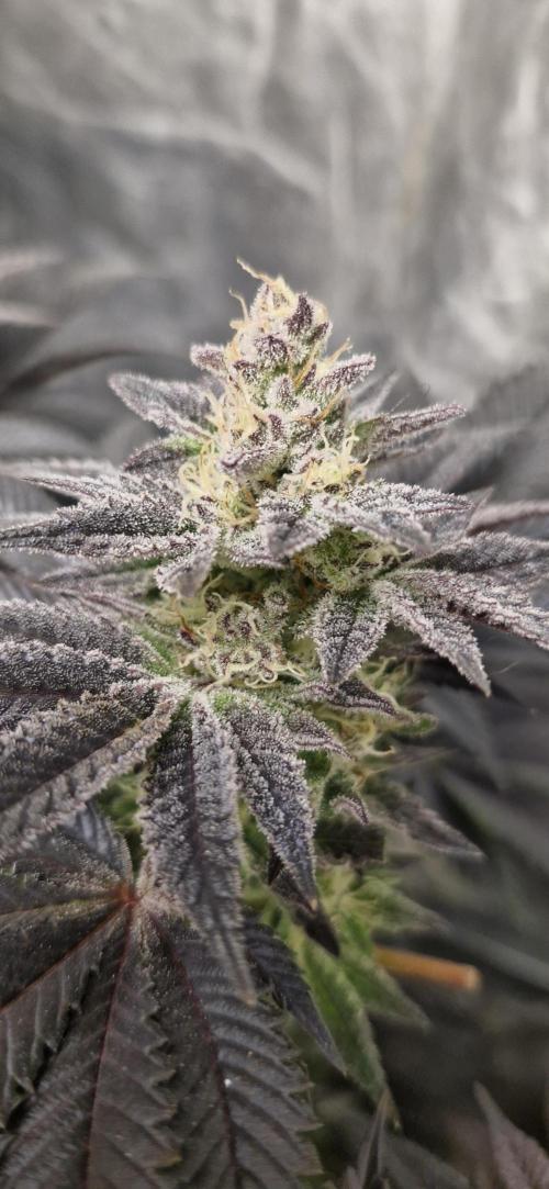 Og cream by farah4weed. Week 13 - OG cream by farah4weed
week 7 flowering