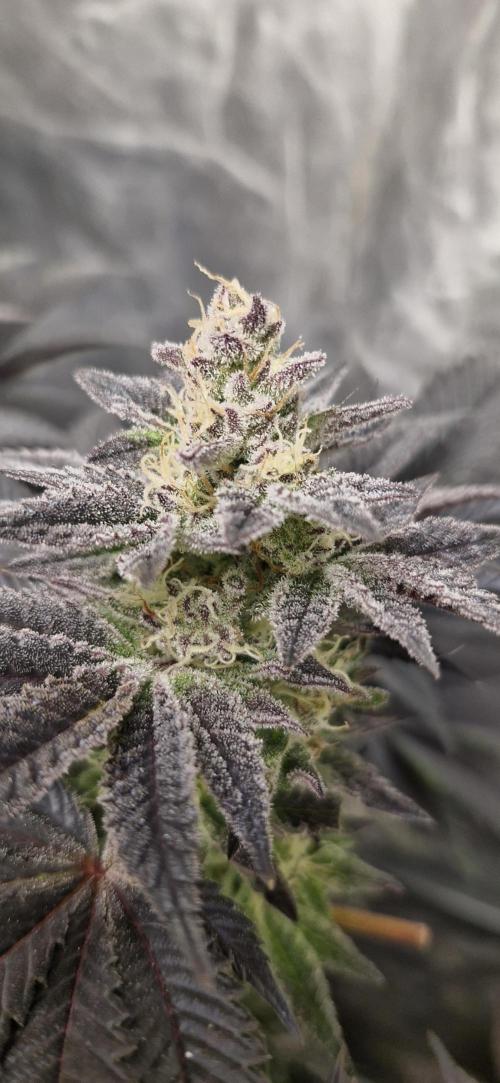 Og cream by farah4weed. Week 13 - OG cream by farah4weed
week 7 flowering