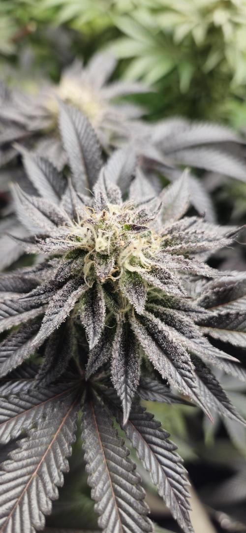 Og cream by farah4weed. Week 13 - OG cream by farah4weed
week 7 flowering