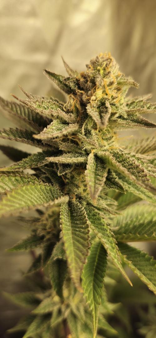 Og cream by farah4weed. Week 13 - OG cream by farah4weed
week 7 flowering