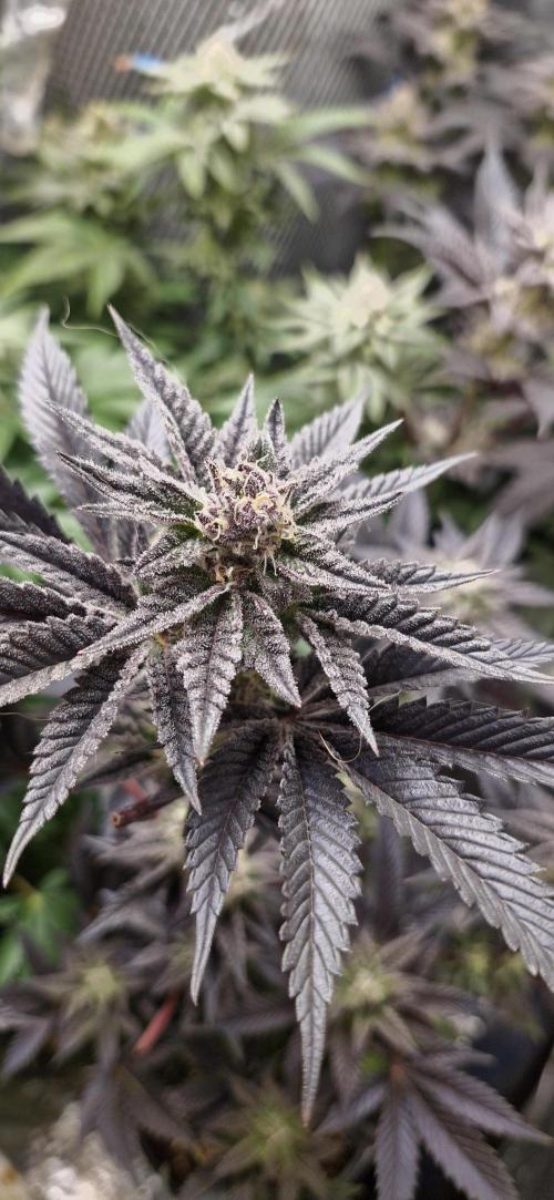 Og cream by farah4weed. Week 13 - OG cream by farah4weed
week 7 flowering