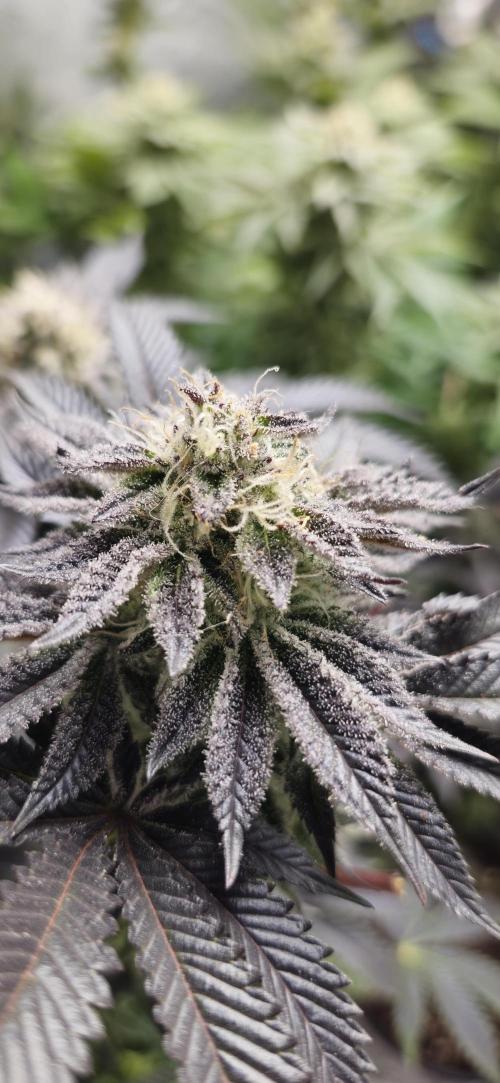 Og cream by farah4weed. Week 13 - OG cream by farah4weed
week 7 flowering