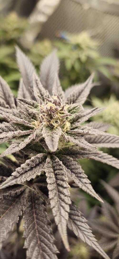 Og cream by farah4weed. Week 13 - OG cream by farah4weed
week 7 flowering