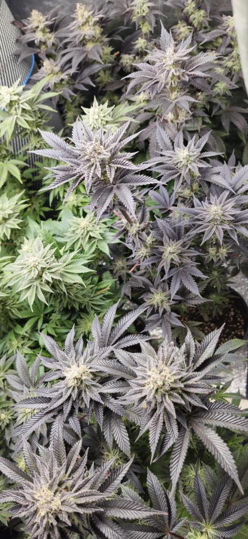 Og cream by farah4weed. Week 13 - OG cream by farah4weed
week 7 flowering