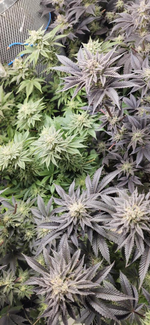 Og cream by farah4weed. Week 13 - OG cream by farah4weed
week 7 flowering