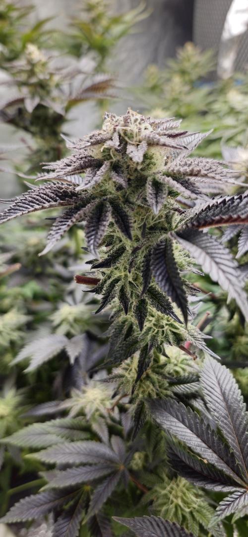 Og cream by farah4weed. Week 13 - OG cream by farah4weed
week 7 flowering