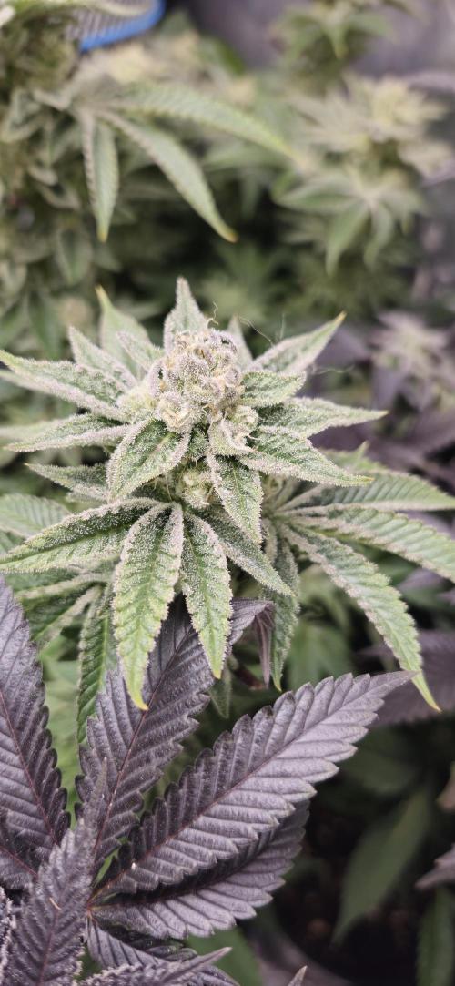 Og cream by farah4weed. Week 14 - OG Cream By Farah4weed
week 8 flowering