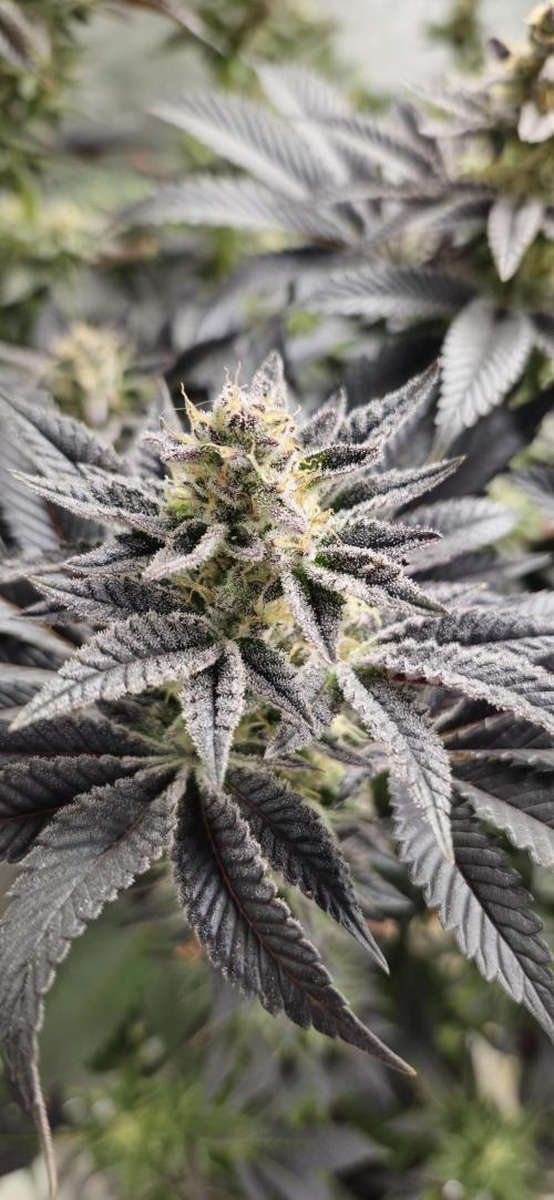 Og cream by farah4weed. Week 14 - OG Cream By Farah4weed
week 8 flowering