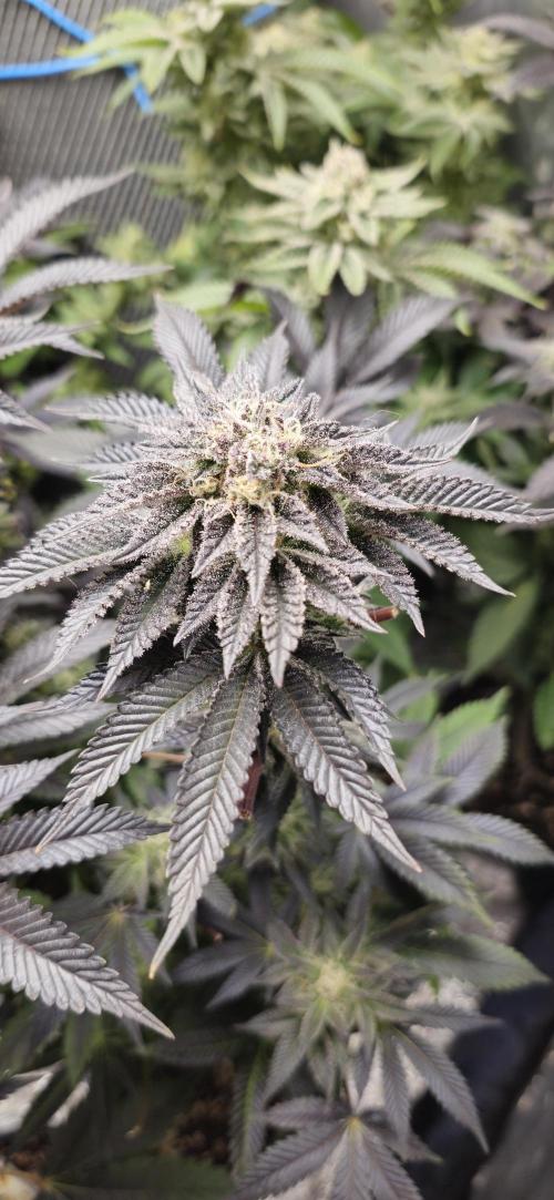 Og cream by farah4weed. Week 14 - OG Cream By Farah4weed
week 8 flowering