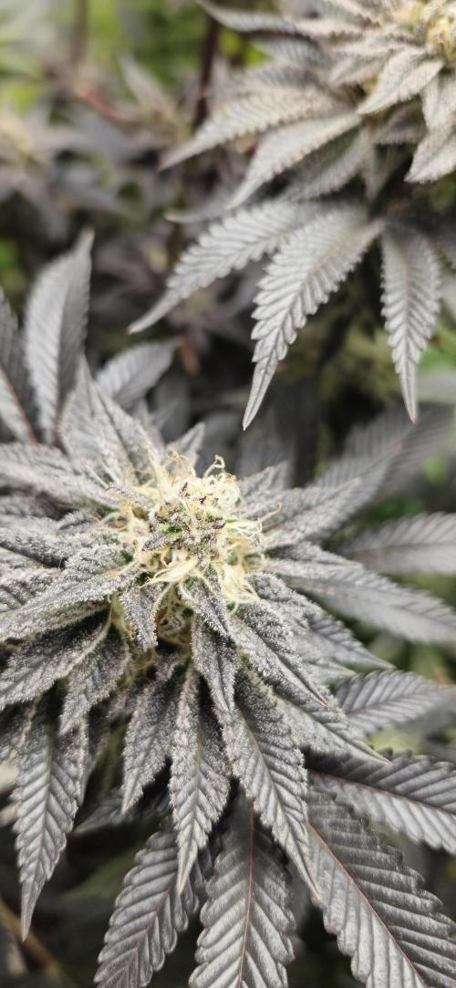 Og cream by farah4weed. Week 14 - OG Cream By Farah4weed
week 8 flowering