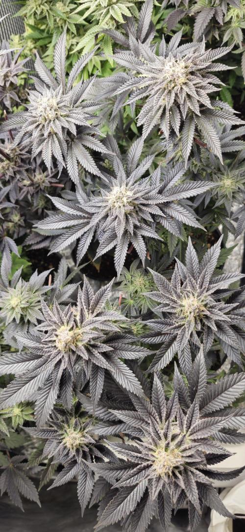 Og cream by farah4weed. Week 14 - OG Cream By Farah4weed
week 8 flowering