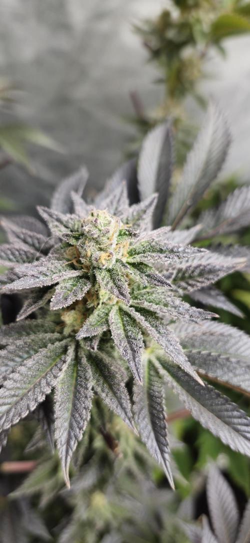 Og cream by farah4weed. Week 14 - OG Cream By Farah4weed
week 8 flowering