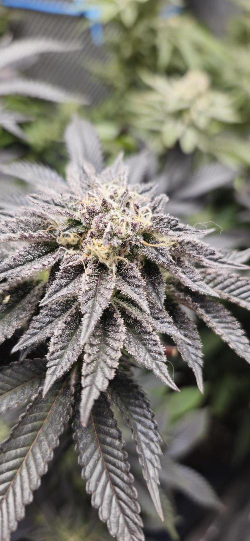 Og cream by farah4weed. Week 14 - OG Cream By Farah4weed
week 8 flowering